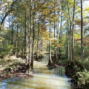 Team Page: Cypress Knees